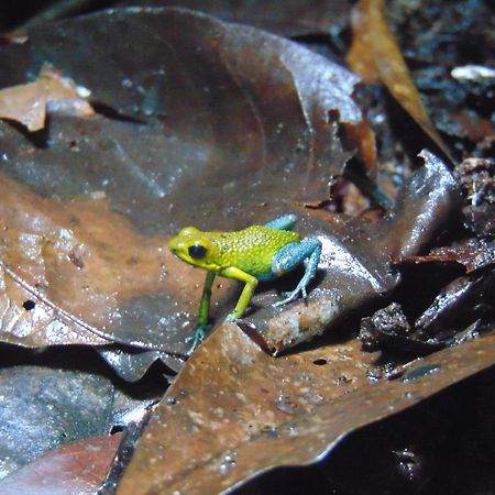 Hacienda Mil Bellezas - Private 40Ha Jungle Reserve เกโปส ภายนอก รูปภาพ