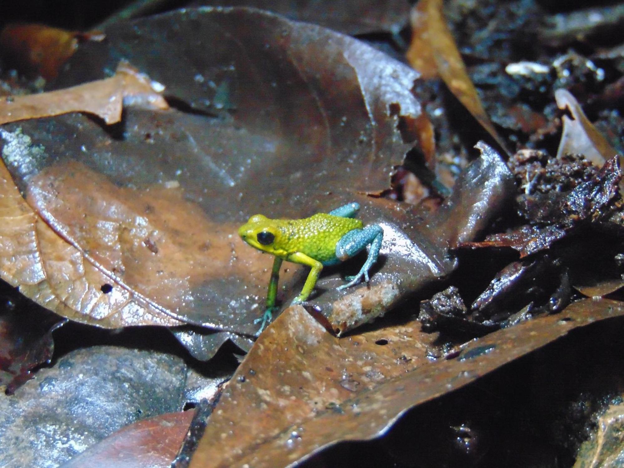 Hacienda Mil Bellezas - Private 40Ha Jungle Reserve เกโปส ภายนอก รูปภาพ